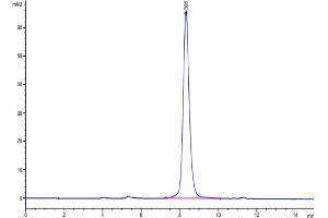 The purity of Human IL-1 Rrp2 (C154S,C262S) is greater than 95 % as determined by SEC-HPLC. (IL1RL2 Protein (AA 20-337, C154S, C262S) (His tag))