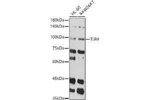 Western blot analysis of extracts of various cell lines, using TLR4 antibody (ABIN6134489, ABIN6149223, ABIN6149226 and ABIN6220893) at 1:1000 dilution. (TLR4 抗体  (AA 500-600))