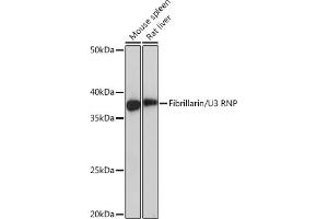 Western blot analysis of extracts of various cell lines, using Fibrillarin/U3 RNP Rabbit mAb (ABIN7267175) at 1:1000 dilution.