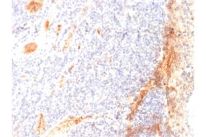 Formalin-fixed, paraffin-embedded human Tonsil stained with VEGF Mouse Monoclonal Antibody (VG1).