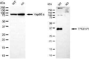 Western blotting analysis using TP53INP1 antibody (ABIN7800692). (Recombinant TP53INP1 抗体)