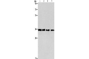 Western Blotting (WB) image for anti-Inhibin, beta C (INHBC) antibody (ABIN2421733) (INHBC 抗体)