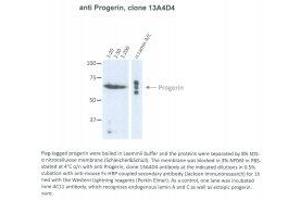 Image no. 1 for anti-Progerin (AA 604-611) antibody (ABIN1042661) (Progerin (AA 604-611) 抗体)