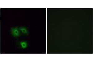 Immunofluorescence (IF) image for anti-Olfactory Receptor, Family 5, Subfamily H, Member 1 (OR5H1) (AA 262-311) antibody (ABIN2891026) (OR5H1 抗体  (AA 262-311))