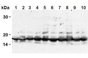 Western Blotting (WB) image for anti-Histone H2A antibody (ABIN1107544) (Histone H2A 抗体)