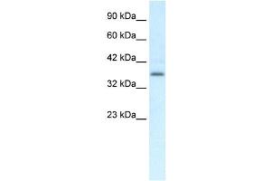 Western Blotting (WB) image for anti-Chemokine-Like Receptor 1 (CMKLR1) antibody (ABIN2460102) (CMKLR1 抗体)