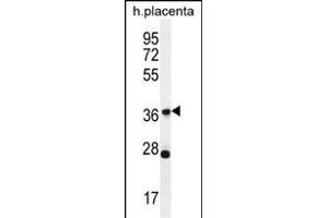OR4L1 Antibody (C-term) (ABIN656068 and ABIN2845417) western blot analysis in human placenta tissue lysates (35 μg/lane). (OR4L1 抗体  (C-Term))