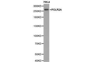 Western Blotting (WB) image for anti-RNA Polymerase II Subunit RPB1 (POLR2A) antibody (ABIN1874182) (POLR2A/RPB1 抗体)