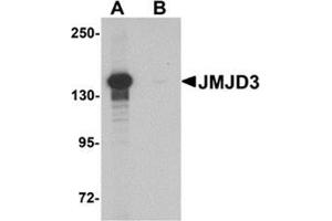 Western blot analysis of JMJD3 in K562 cell lysate with JMJD3 Antibody  at 0. (Kdm6b 抗体  (N-Term))