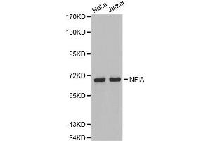 Western blot analysis of extracts of various cell lines, using NFIA antibody. (NFIA 抗体  (AA 180-330))