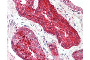 Anti-PDEF / SPDEF antibody IHC staining of human prostate. (SPDEF/PSE 抗体  (AA 182-231))