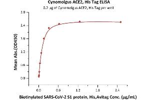 ELISA image for Angiotensin I Converting Enzyme 2 (ACE2) protein (His tag) (ABIN6952617)