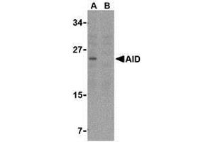 Western blot analysis of AID in Ramos whole cell lysate with AP30028PU-N AID antibody at 2 μg/ml in either the (A) absence or (B) presence of blocking peptide.