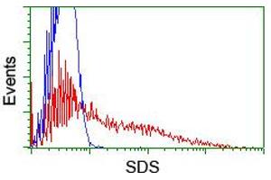 HEK293T cells transfected with either RC217814 overexpress plasmid (Red) or empty vector control plasmid (Blue) were immunostained by anti-SDS antibody (ABIN2455350), and then analyzed by flow cytometry. (serine Dehydratase 抗体)