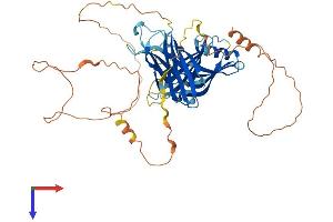 AlphaFold protein structure predicition of Human Recombinant TC2N Protein, UniprotID Q8N9U0