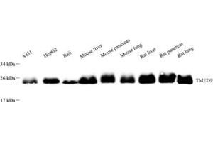 Western blot analysis of TMED9 (ABIN7075988),at dilution of 1: 4000 (TMED9 抗体)