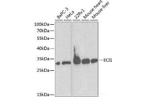 Western blot analysis of extracts of various cell lines using ECI1 Polyclonal Antibody at dilution of 1:1000. (DCI 抗体)