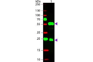 Western Blot of Donkey anti-Guinea Pig IgG Pre-Absorbed Rhodamine Conjugated Secondary Antibody. (驴 anti-豚鼠 IgG (Heavy & Light Chain) Antibody (TRITC) - Preadsorbed)