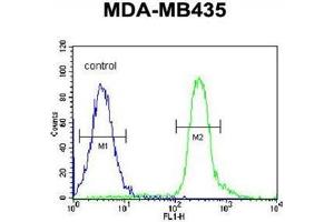 VPS52 Antibody (C-term) flow cytometric analysis of MDA-MB435 cells (right histogram) compared to a negative control cell (left histogram). (VPS52 抗体  (C-Term))