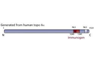 Image no. 3 for anti-Topo IIalpha (AA 1245-1361) antibody (ABIN968475) (Topo IIalpha (AA 1245-1361) 抗体)