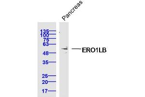 Mouse pancreas lysates probed with ERO1LB Polyclonal Antibody, Unconjugated  at 1:300 dilution and 4˚C overnight incubation. (ERO1LB 抗体  (AA 1-100))