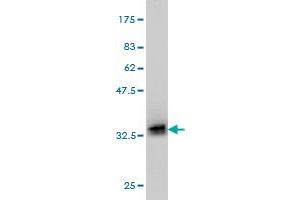 Western Blot detection against Immunogen (32. (POMC 抗体  (AA 205-267))