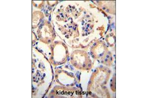 PURA Antibody immunohistochemistry analysis in formalin fixed and paraffin embedded human kidney tissue followed by peroxidase conjugation of the secondary antibody and DAB staining. (PURA 抗体  (C-Term))