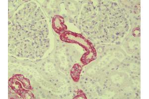 Anti-Paralemmin 3 / PALM3 antibody IHC staining of human kidney. (PALM3 抗体  (N-Term))