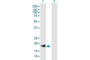 Western Blot analysis of APOBEC3C expression in transfected 293T cell line by APOBEC3C MaxPab polyclonal antibody. (APOBEC3C 抗体  (AA 1-190))