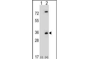 Western blot analysis of CASP3 (arrow) using rabbit polyclonal CASP3 Antibody (ABIN651176 and ABIN2840112). (Caspase 3 抗体  (Asp175))
