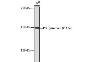 Western blot analysis of extracts of Raji cells, using PLC gamma 2 (PLC gamma 2 (PLCG2)) Rabbit mAb (ABIN7269342) at 1:1000 dilution. (Phospholipase C gamma 2 抗体)