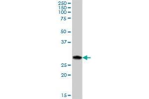 C12orf46 MaxPab polyclonal antibody. (ERP27 抗体  (AA 1-273))