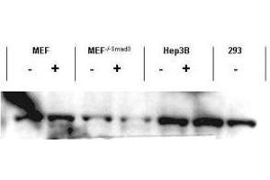 Western blot using  affinity purified anti-Smad3 antibody shows detection of endogenous Smad3 in both unstimulated and stimulated cell lysates. (SMAD3 抗体  (C-Term))