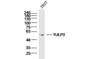 293T Cell lysates probed with TULP3 Polyclonal Antibody, unconjugated  at 1:300 overnight at 4°C followed by a conjugated secondary antibody for 60 minutes at 37°C. (TULP3 抗体  (AA 251-350))