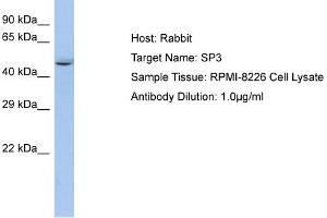 Host: Rabbit Target Name: SP3 Sample Type: RPMI-8226 Whole Cell lysates Antibody Dilution: 1. (Sp3 抗体  (N-Term))