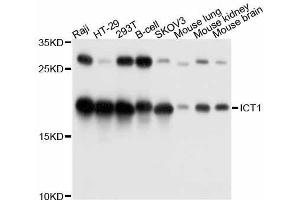 Western blot analysis of extracts of various cell lines, using ICT1 antibody. (ICT1 抗体  (AA 30-206))