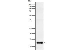 Western blot analysis of CCL23 expression in HepG2 cell lysate.