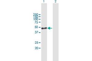 Western Blot analysis of ARL6IP4 expression in transfected 293T cell line by ARL6IP4 MaxPab polyclonal antibody. (ARL6IP4 抗体  (AA 1-360))