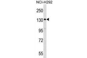 Western Blotting (WB) image for anti-Signal-Induced Proliferation-Associated 1 (SIPA1) antibody (ABIN2999130) (SIPA1 抗体)