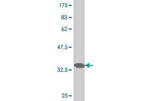 Western Blot detection against Immunogen (34. (PAX7 抗体  (AA 351-434))