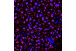 Immunofluorescence of paraffin embedded mouse liver using SR140 (ABIN7076091) at dilution of 1:600 (400x lens) (SR140 抗体)