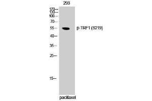 Western Blotting (WB) image for anti-Telomeric Repeat Binding Factor (NIMA-Interacting) 1 (TERF1) (pSer219) antibody (ABIN3182296) (TRF1 抗体  (pSer219))