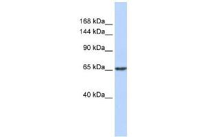 ZNF91 antibody used at 0. (ZFP91 抗体  (N-Term))