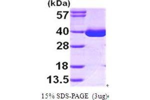 SDS-PAGE (SDS) image for Malate Dehydrogenase 1, NAD (Soluble) (MDH1) (AA 1-334) protein (His tag) (ABIN667175) (MDH1 Protein (AA 1-334) (His tag))
