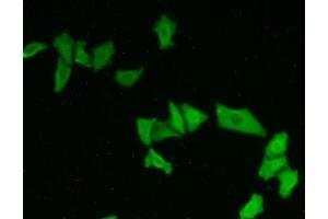 Detection of ATXN10 in Hela cells using Polyclonal Antibody to Ataxin 10 (ATXN10) (Ataxin 10 抗体  (AA 116-302))