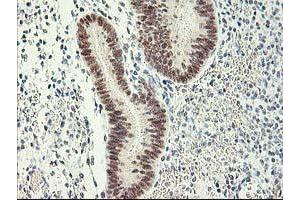 Image no. 2 for anti-Retinoblastoma Binding Protein 7 (RBBP7) antibody (ABIN1500624) (RBBP7 抗体)