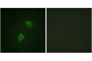 Immunofluorescence analysis of NIH-3T3 cells, using Syntaxin 1A (Ab-14) Antibody. (STX1A 抗体  (AA 1-50))