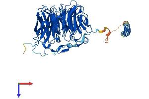 CORO1C Protein (AA 1-474) (His tag)