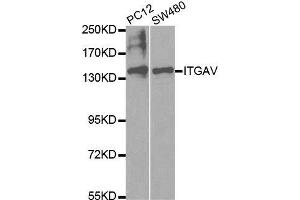 Western blot analysis of extracts of various cell lines, using ITGAV antibody.