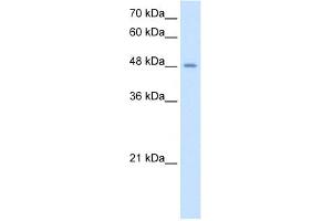 WB Suggested Antibody Titration:  2. (TMPRSS11D 抗体  (N-Term))